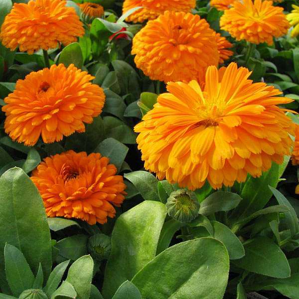 Calendula Bon Bon Orange Flower Seeds